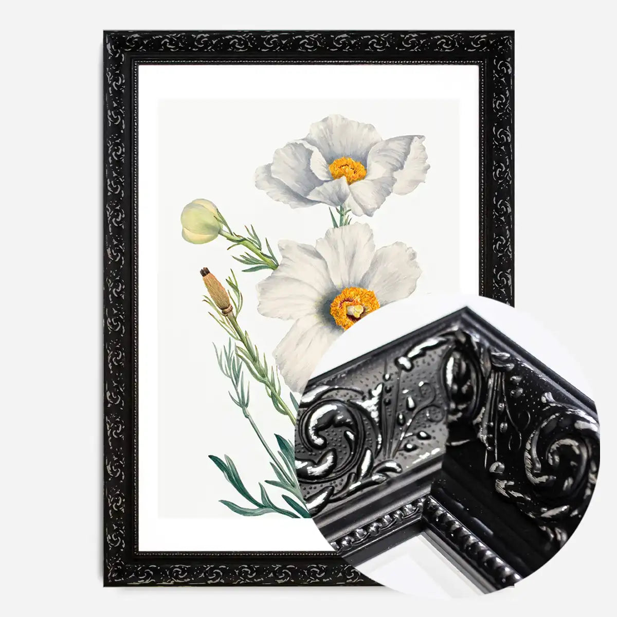 Matilija Poppy Flower Illustration Print