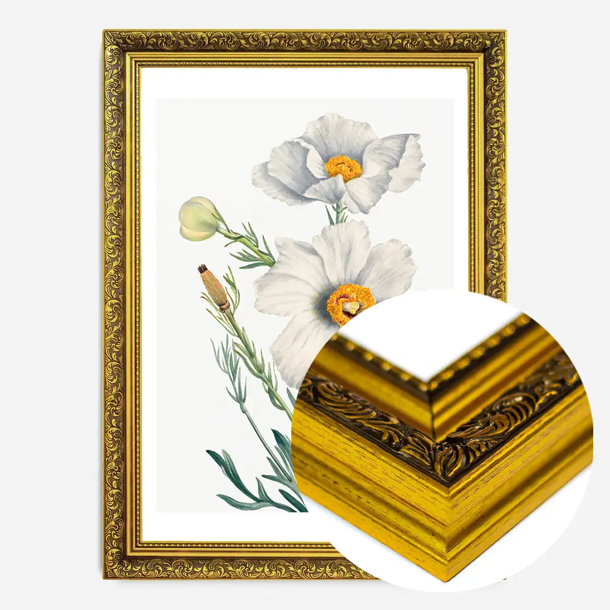 Matilija Poppy Flower Illustration Print