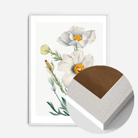 Matilija Poppy Flower Illustration Print