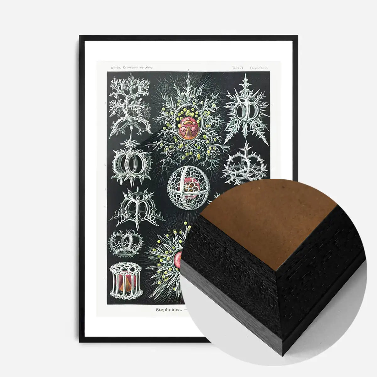 Microorganisms Illustration Print 3