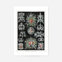 Microorganisms Illustration Print 3