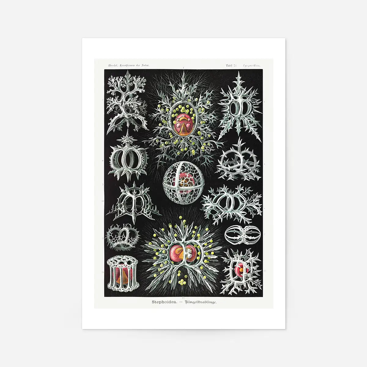 Microorganisms Illustration Print 3