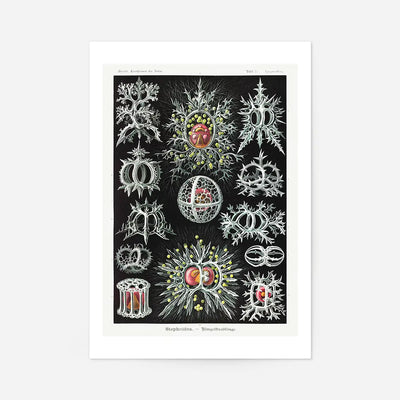 Microorganisms Illustration Print 3