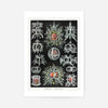 Microorganisms Illustration Print 3