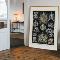 Microorganisms Illustration Print 3