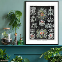 Microorganisms Illustration Print 3