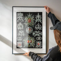 Microorganisms Illustration Print 3
