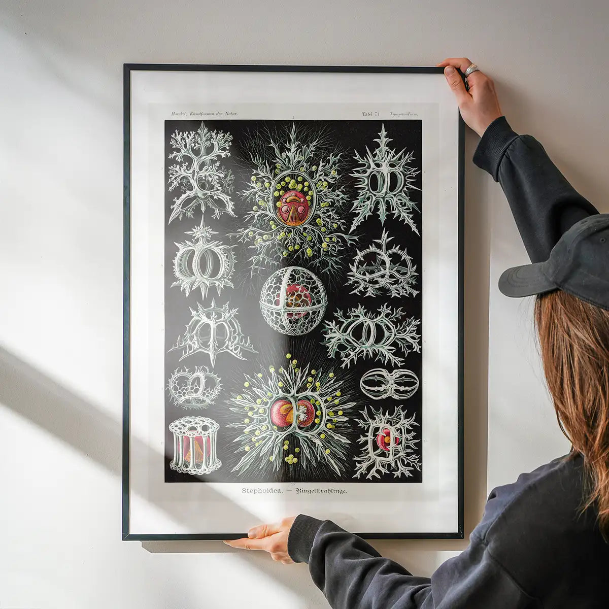Microorganisms Illustration Print 3