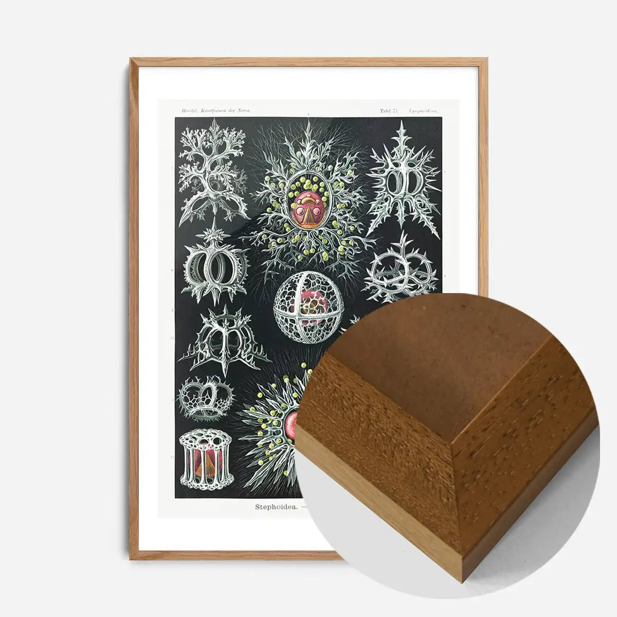 Microorganisms Illustration Print 3