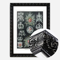 Microorganisms Illustration Print 3