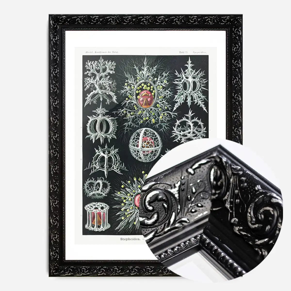 Microorganisms Illustration Print 3
