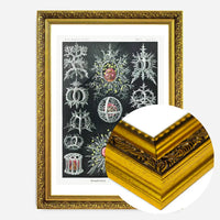 Microorganisms Illustration Print 3