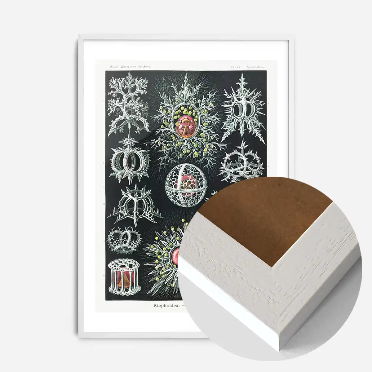 Microorganisms Illustration Print 3