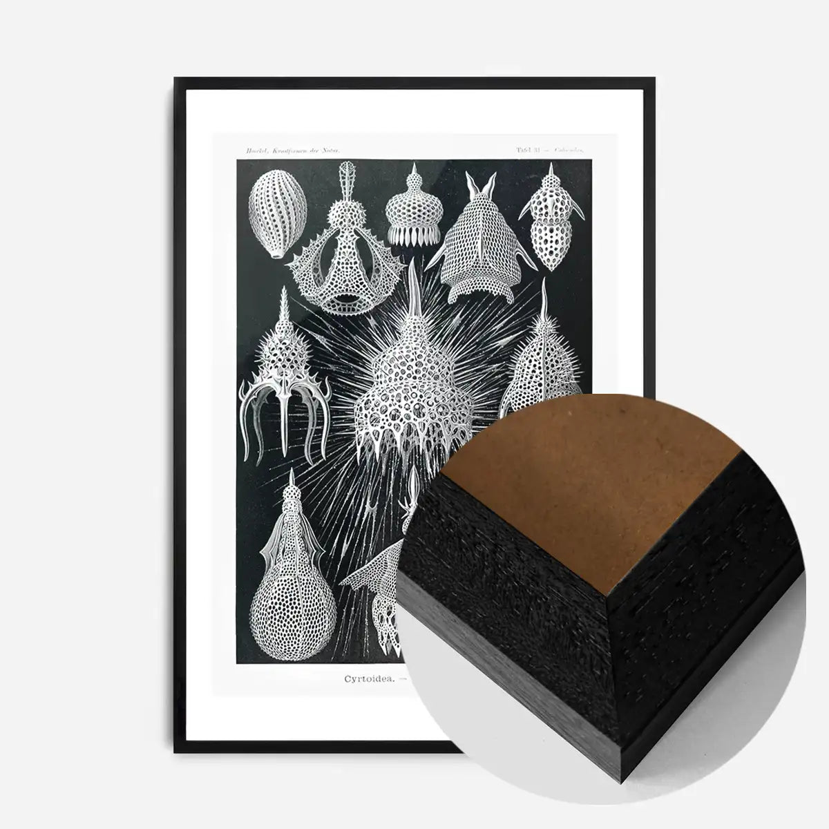 Microorganisms Black and White Illustration Print