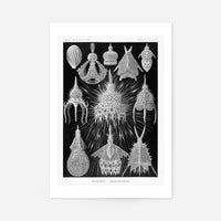 Microorganisms Black and White Illustration Print