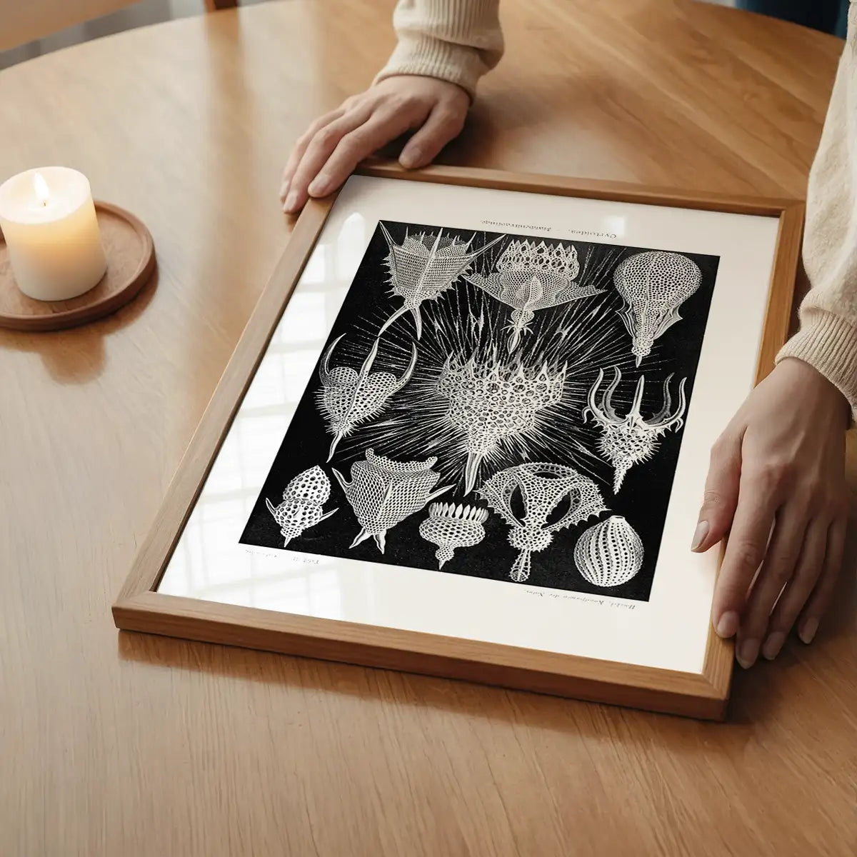 Microorganisms Black and White Illustration Print