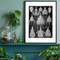 Microorganisms Black and White Illustration Print