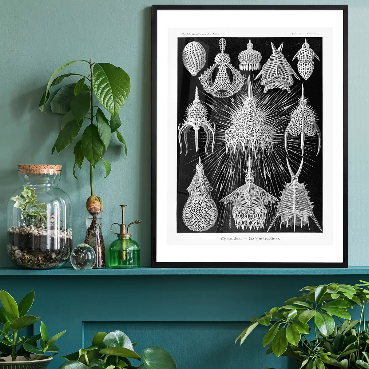Microorganisms Black and White Illustration Print