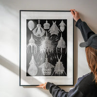 Microorganisms Black and White Illustration Print