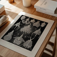 Microorganisms Black and White Illustration Print