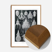 Microorganisms Black and White Illustration Print
