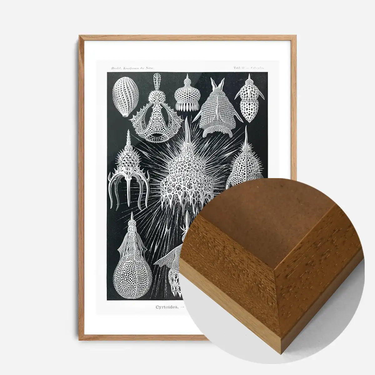 Microorganisms Black and White Illustration Print
