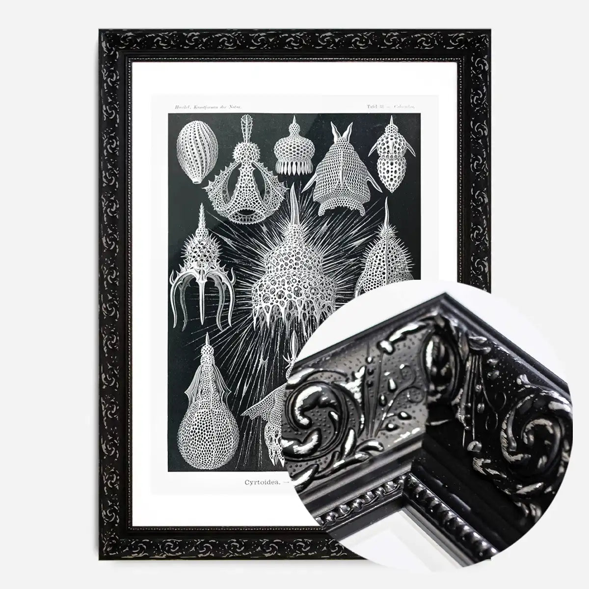 Microorganisms Black and White Illustration Print