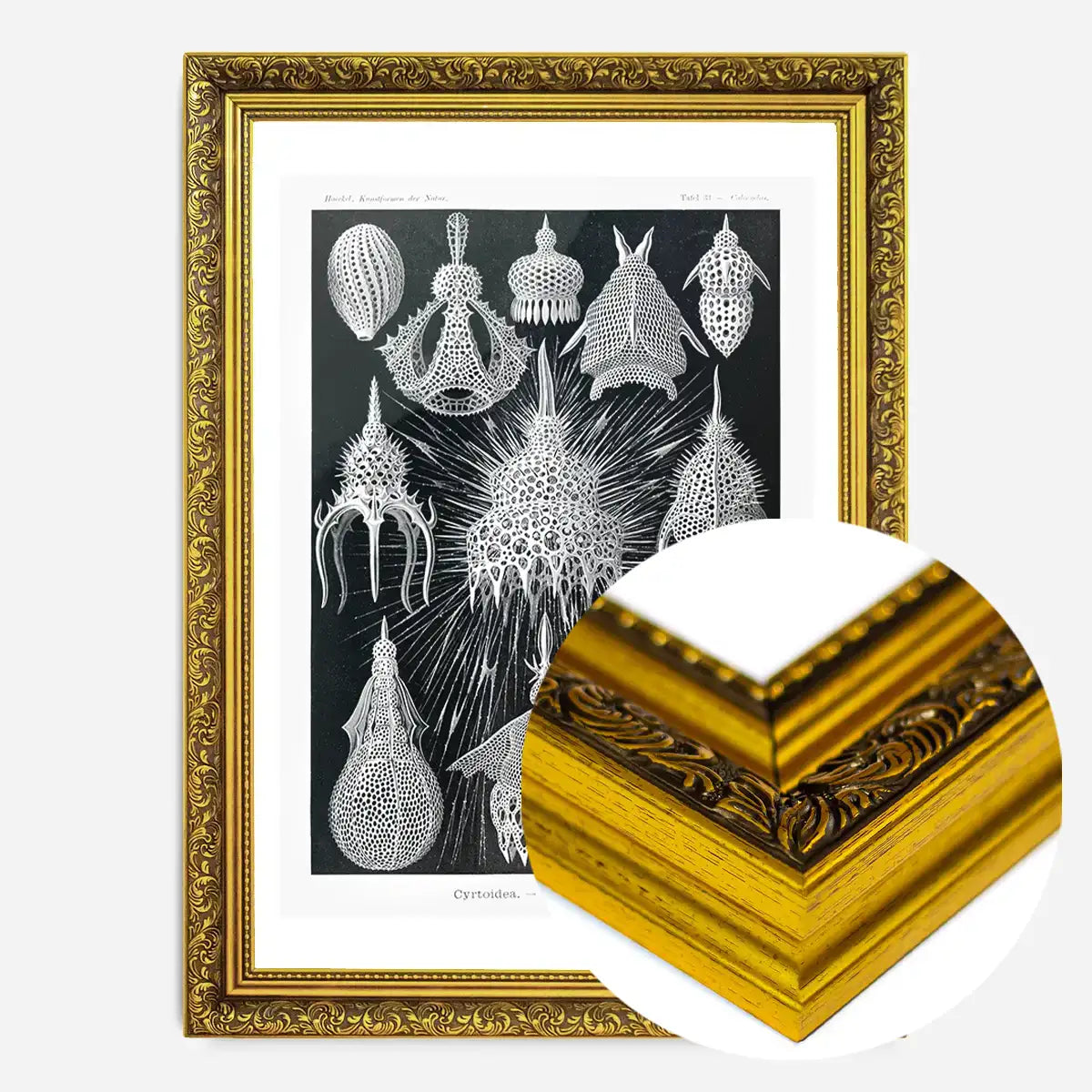 Microorganisms Black and White Illustration Print