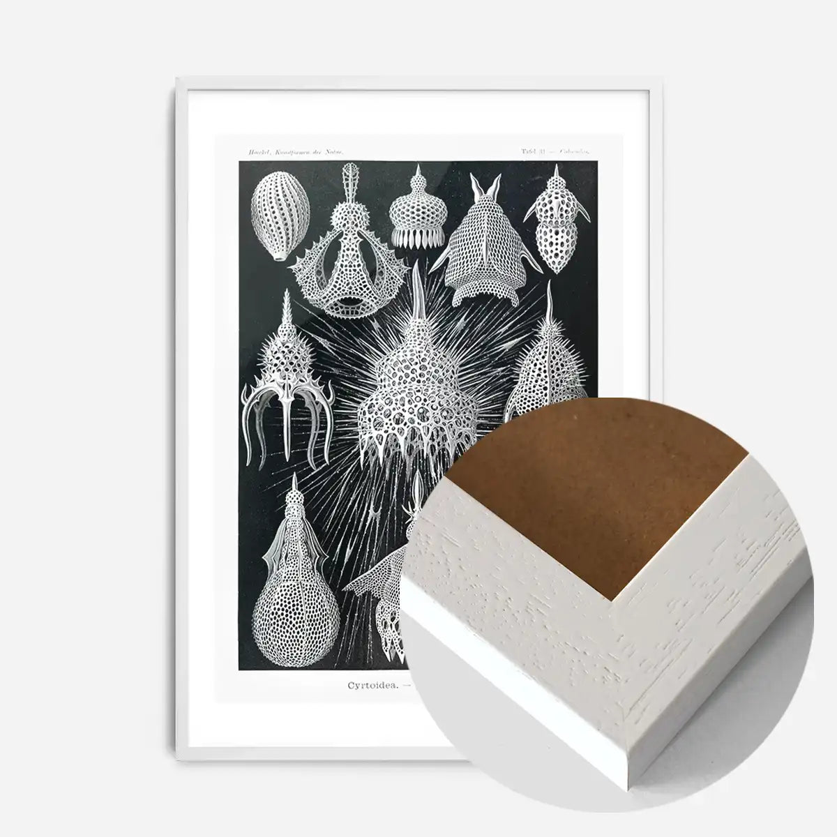 Microorganisms Black and White Illustration Print