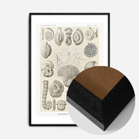 Microorganisms Vintage Diagram Print