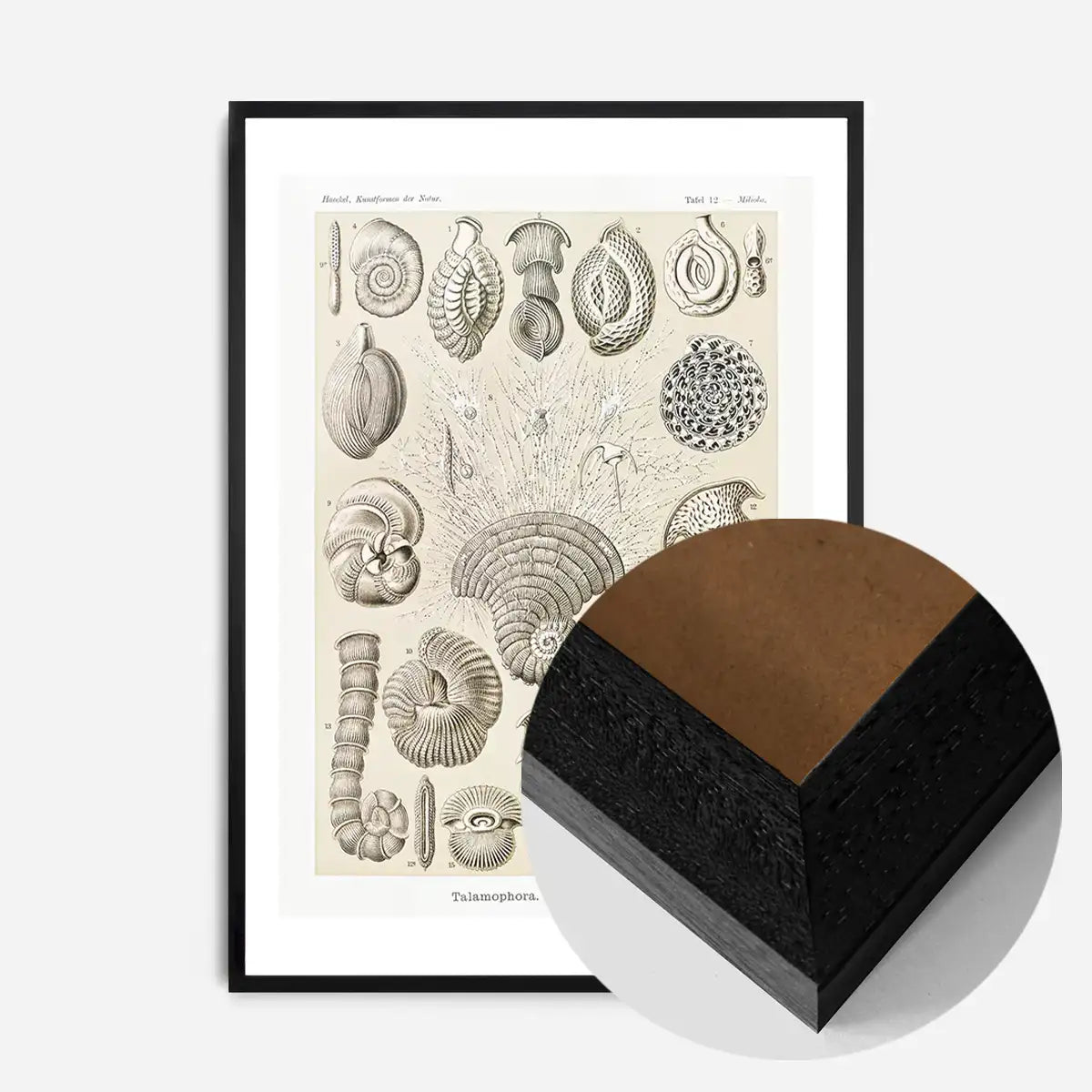 Microorganisms Vintage Diagram Print