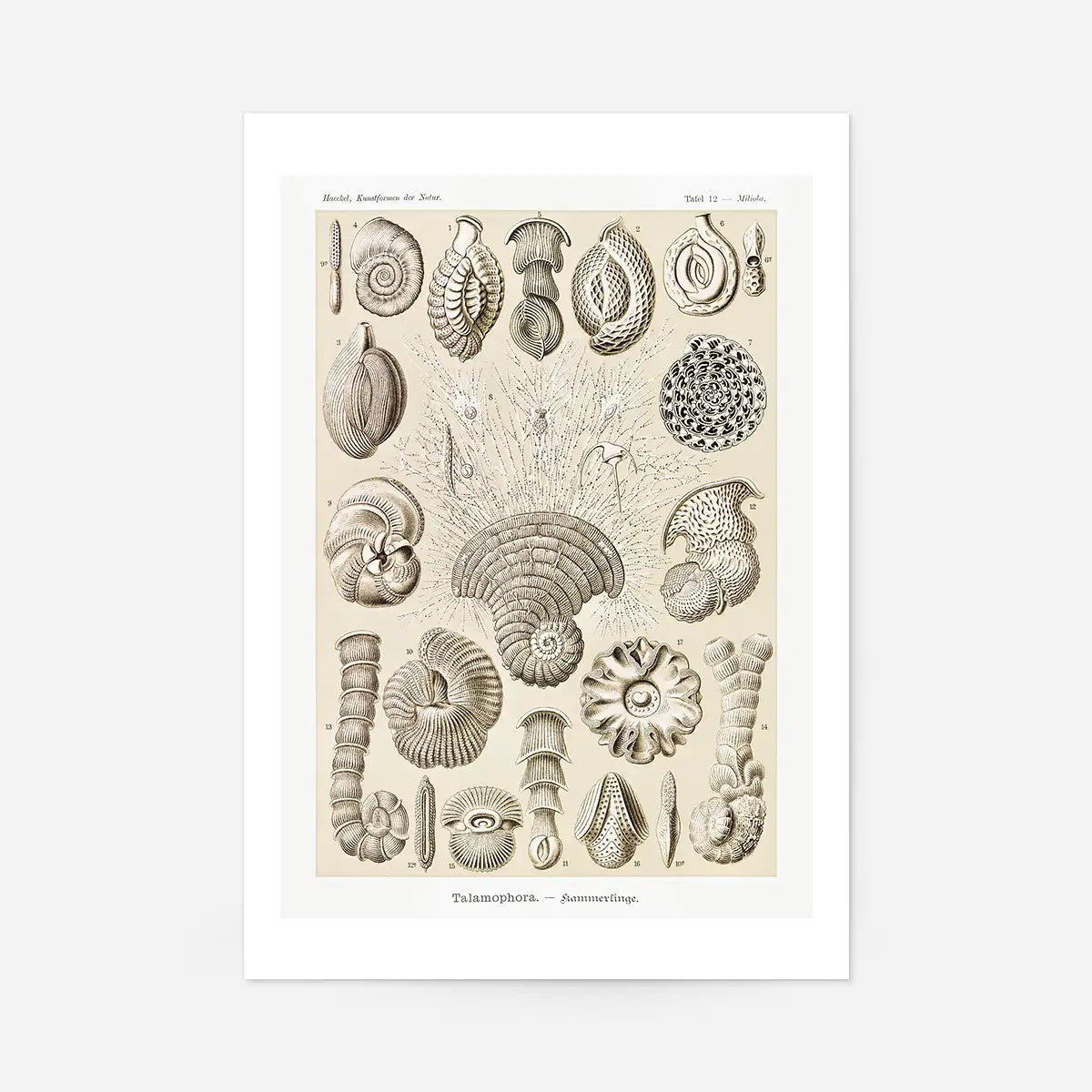 Microorganisms Vintage Diagram Print