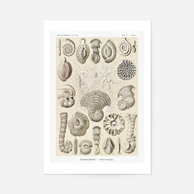 Microorganisms Vintage Diagram Print