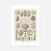 Microorganisms Vintage Diagram Print