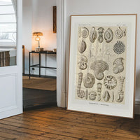 Microorganisms Vintage Diagram Print