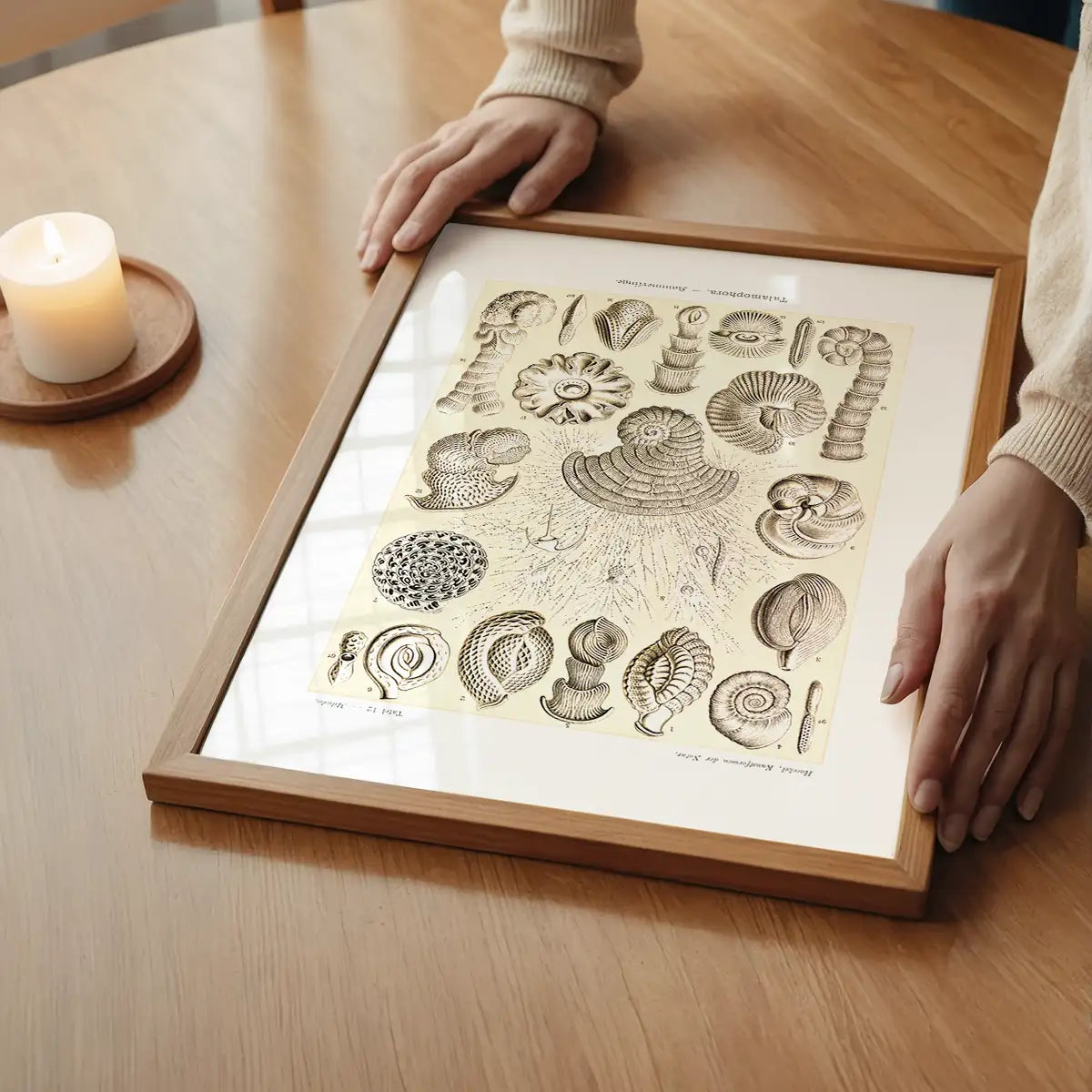 Microorganisms Vintage Diagram Print