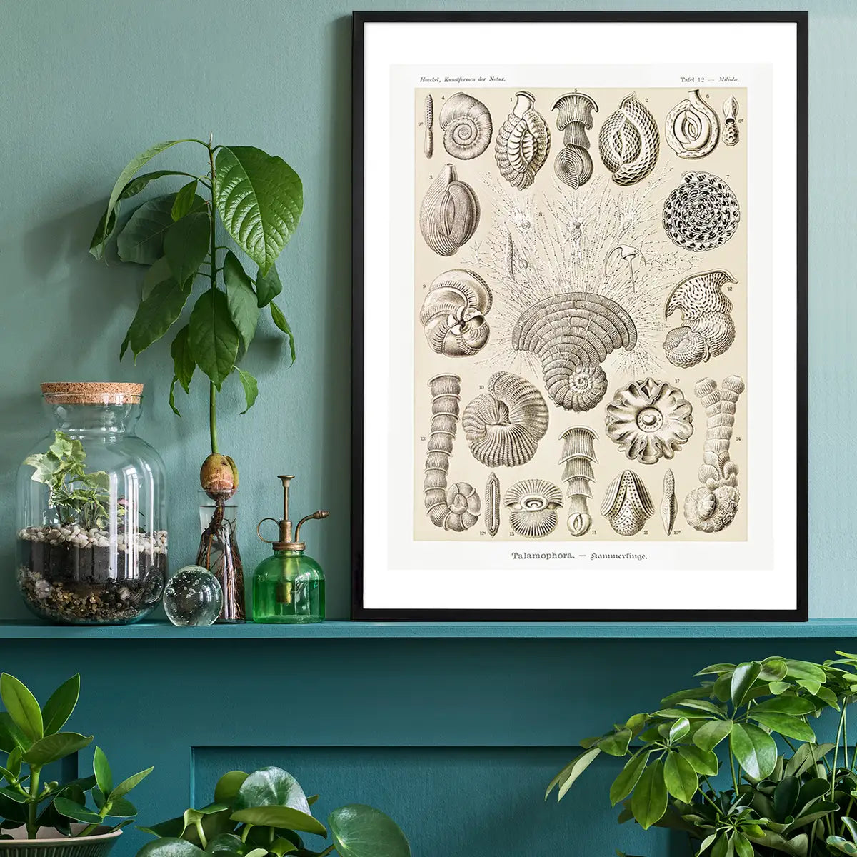 Microorganisms Vintage Diagram Print