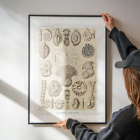 Microorganisms Vintage Diagram Print