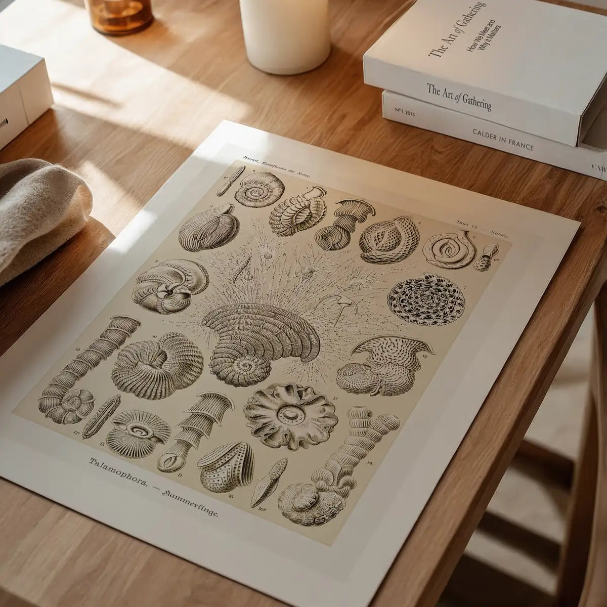 Microorganisms Vintage Diagram Print