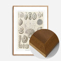 Oak Wood Frame