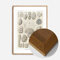Microorganisms Vintage Diagram Print