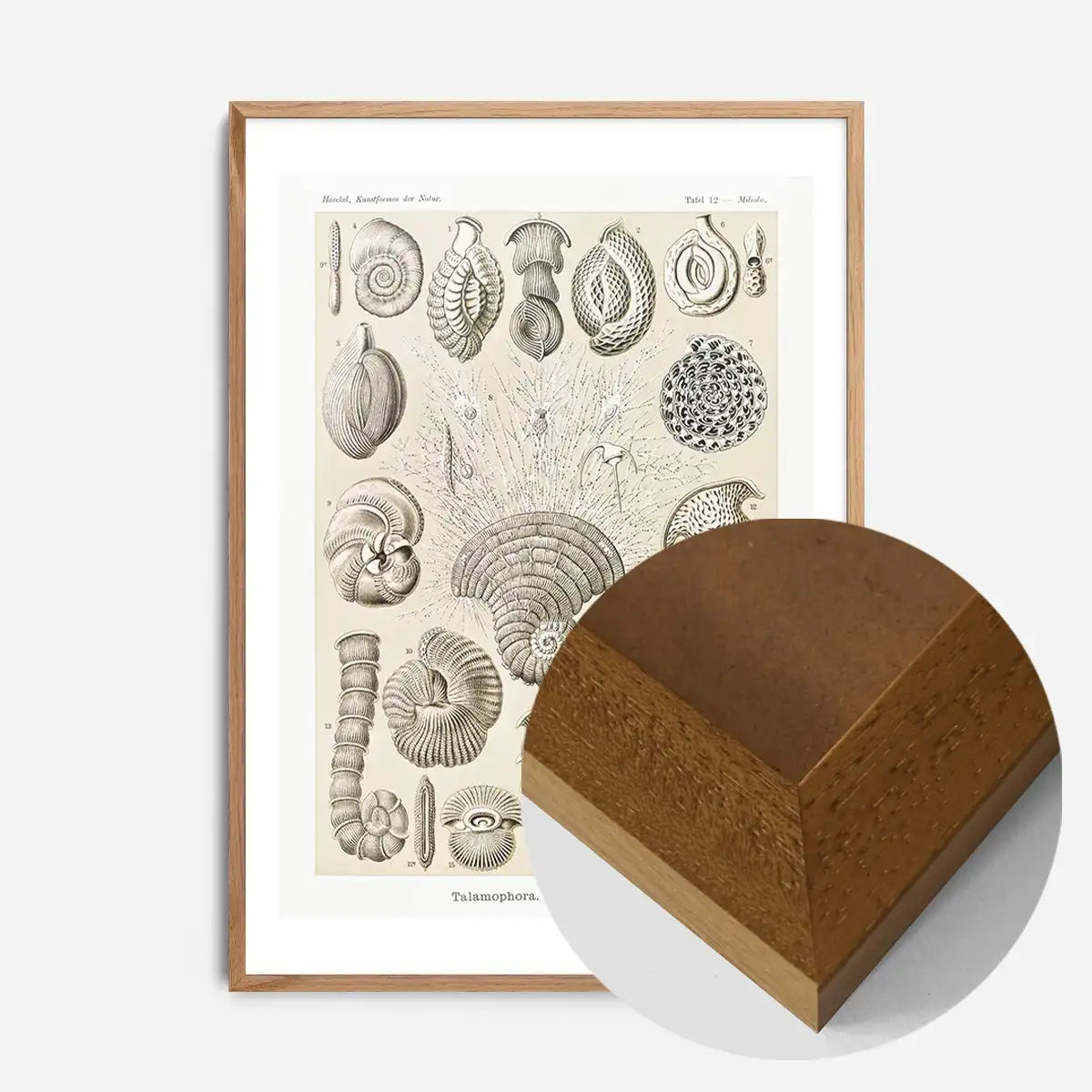 Microorganisms Vintage Diagram Print