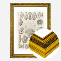 Microorganisms Vintage Diagram Print
