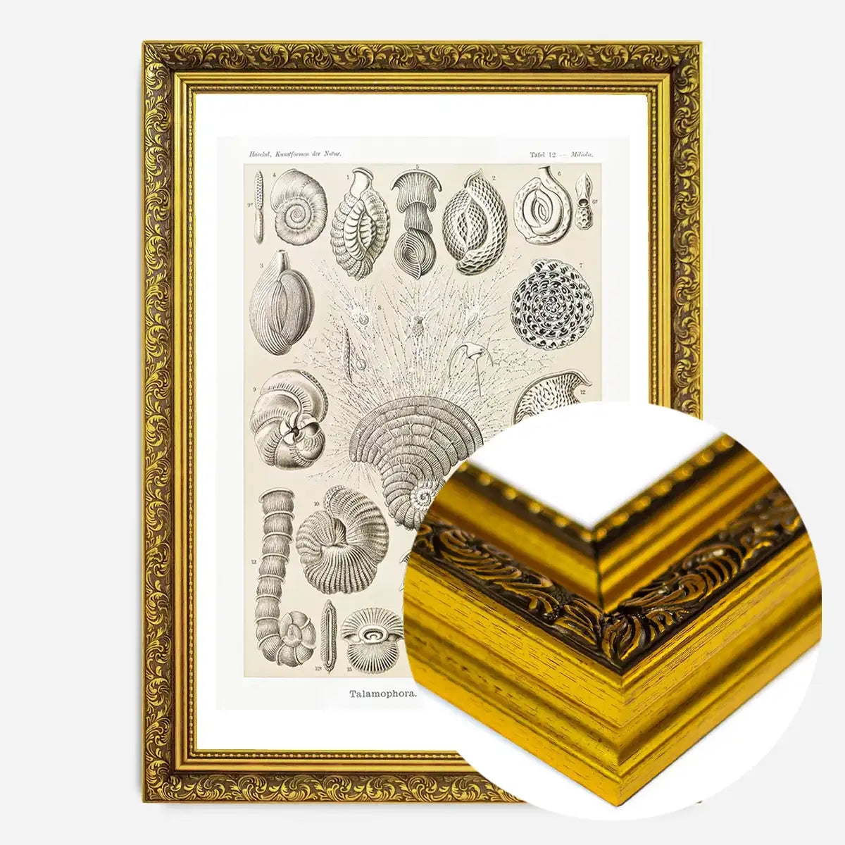 Microorganisms Vintage Diagram Print