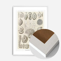 Microorganisms Vintage Diagram Print