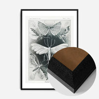 Moths Black & White Illustration Gothic Print