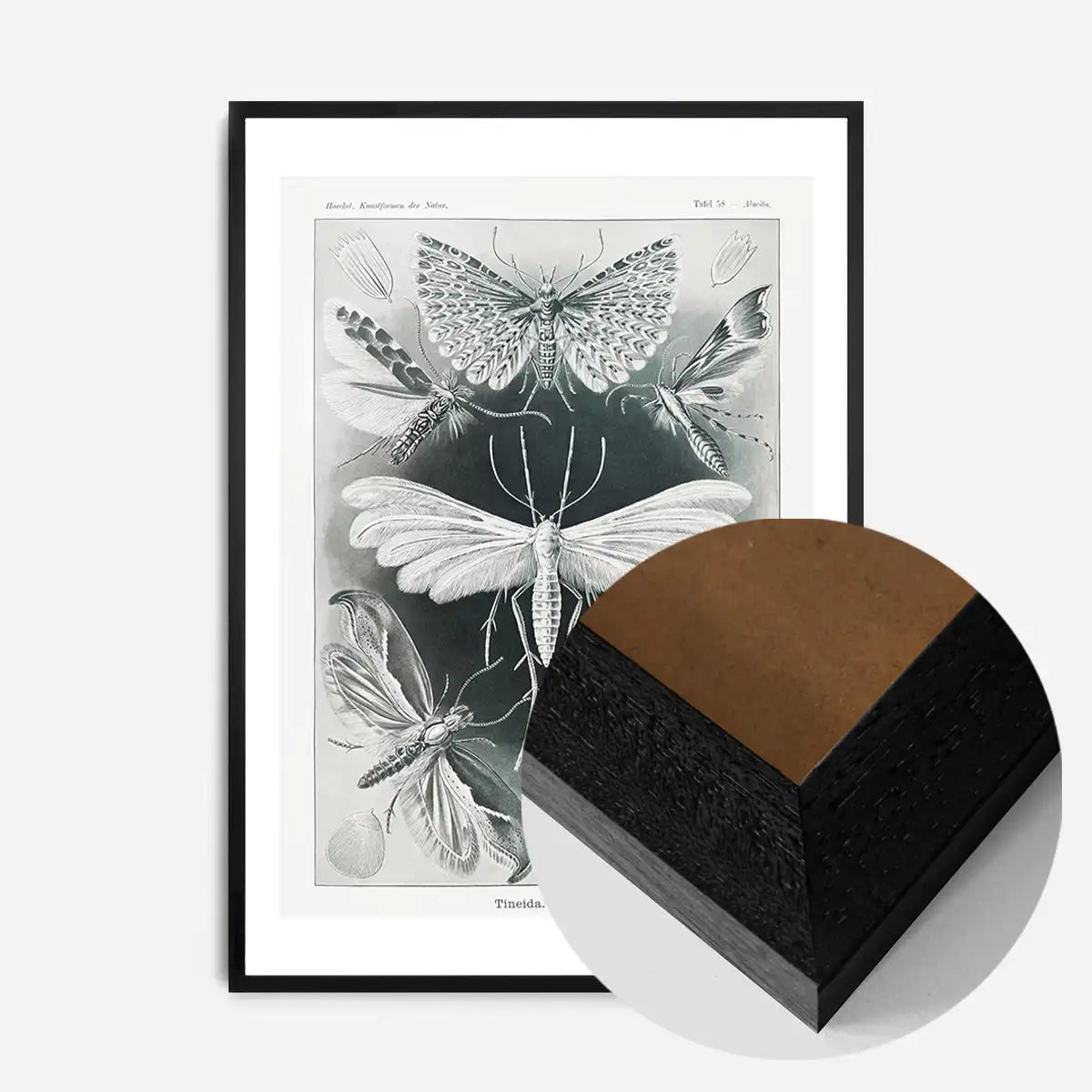 Moths Black & White Illustration Gothic Print