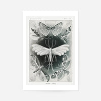 Moths Black & White Illustration Gothic Print