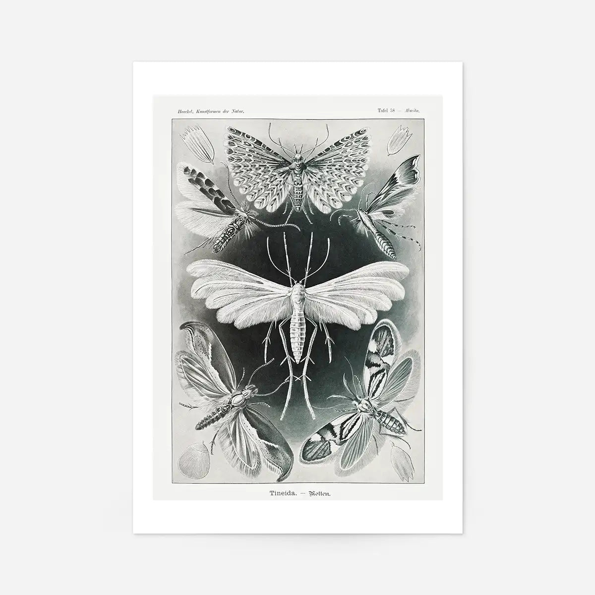 Moths Black & White Illustration Gothic Print