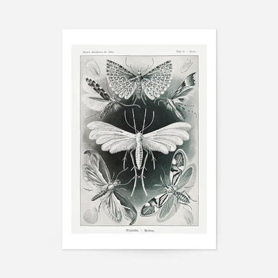Moths Black & White Illustration Gothic Print